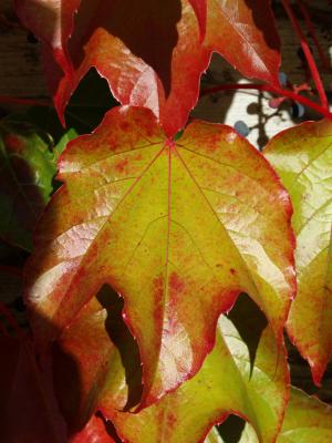 葡萄酒的合作伙伴, 葡萄树, 秋天的叶子, 颜色, 秋天, 叶子, 秋天的落叶