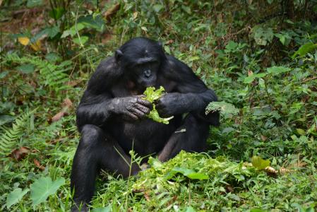 倭黑猩猩, 灵长类动物, 猿, 萝拉崖倭黑猩猩, 刚果, 金沙萨, 非洲