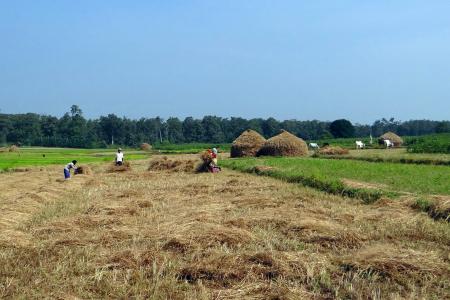 稻田, 收获, 大米, 字段, 干草堆, 工人, kalghatgi