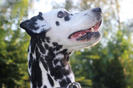 斑点狗, 狗, 动物, 头, 动物的画像, 狗的品种, 黑色和白色