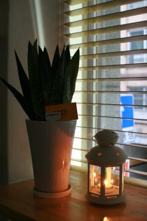 盆栽的植物, 咖啡厅, 照明