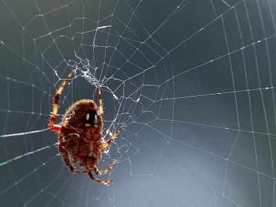 蜘蛛网, 蜘蛛, bug, 昆虫, 动物, 动物群