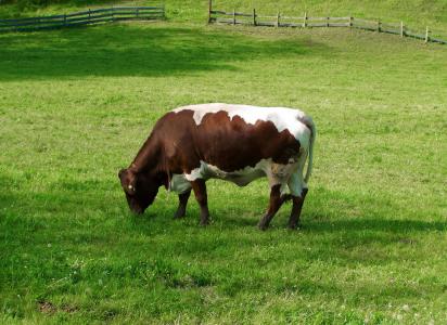 褐色和白色母牛, 绿色牧场, 牛, 母牛, 草, 农场, 农业
