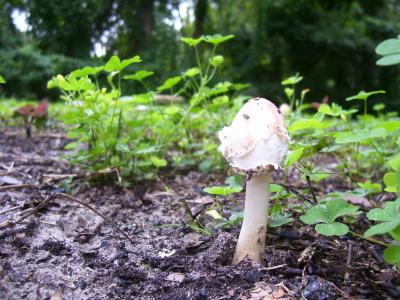 蘑菇, 真菌, 真菌, 白色, 林地, 森林, 植被