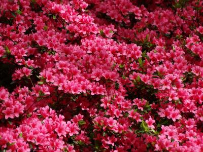 杜鹃, 粉色, 库肯霍夫, 春天, 花, 植物, 自然
