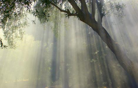有雾, 橄榄树, 太阳, 太阳条纹, 自然, 景观, 树