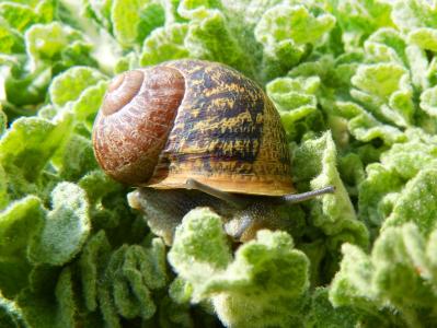 蜗牛, 腹足动物, 叶子, 传染性, cargol bover