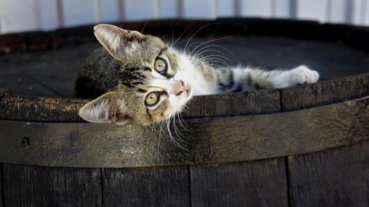 猫, 小猫, 木制, 每桶, 可爱, 有趣, 寻找