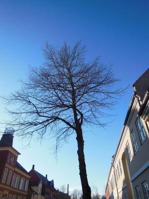 孤独的树, 街道树, 蓝蓝的天空, 阳光, 外墙, 黄色, 红色
