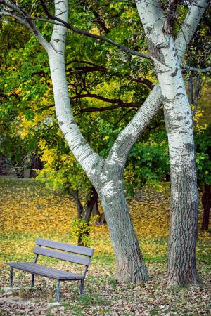 公园, 板凳, 秋天, 桦木, 叶, 孤独