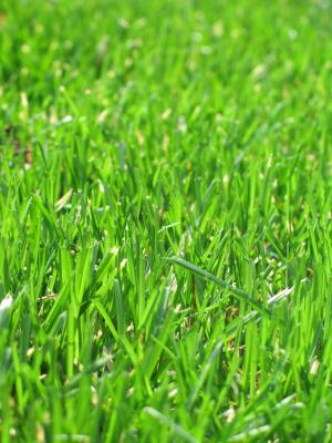 草, 绿色, 草坪, 割草, 增长, 夏季, 春天