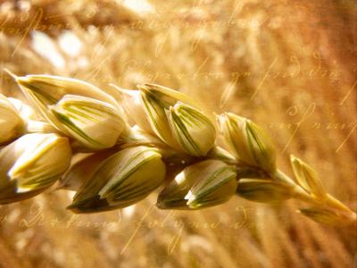 小麦, 耳朵, 粮食, 谷物, 阳光, 关闭, 复古的外观