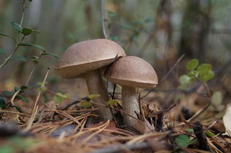 蘑菇, 森林, 自然, 秋天, 赛季, 食品, 素食主义者