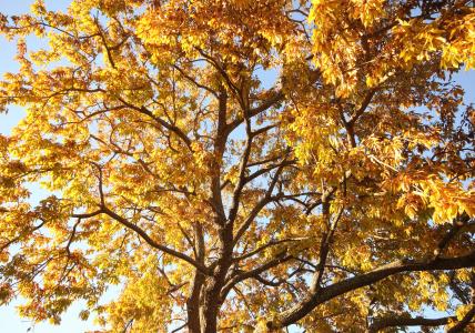 秋天, 金, 树, 秋天的落叶, 黄色, 森林, 橙色