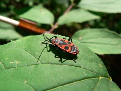 自然, 甲虫, 昆虫, 节肢动物, 森林, 黑色, 红色