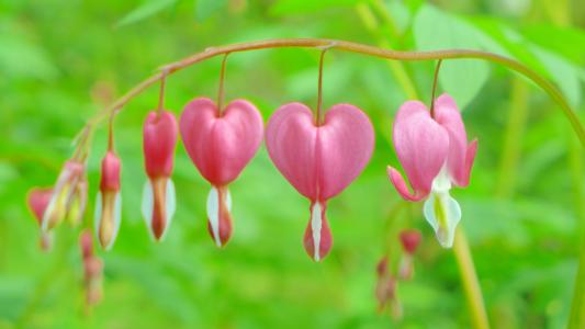 流血的心, 粉色, 开花, 绽放, 心, 心形, 观赏植物