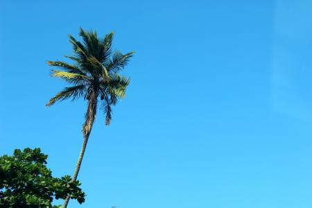 椰子, 树, 蓝色, 天空, 阳光, 夏季, 棕榈树