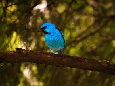 热带鸟, 蓝鸟, 小鸟, 鸟, 自然, 野生动物, 蓝色