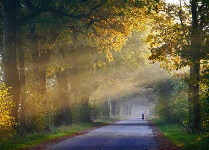 秋天, 雾, 慢跑, 橡树, 林间小径走, 阴霾, 早上