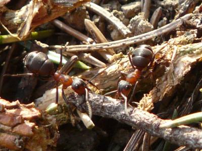 蚂蚁, 木蚁, 福米加, 红木蚁, 棕色林蚁, polyctena, 自然