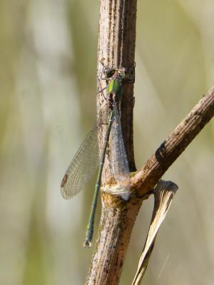 蜻蜓, 绿蜻蜓, 迷迭香, 有翅膀的昆虫, calopteryx xanthostoma