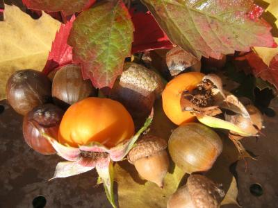 水果, 橡子, 出现, 橡树, 秋天, 装饰, 叶