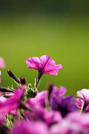 花, 紫罗兰色, 相机, 背景, 花, 脆弱, 紫色