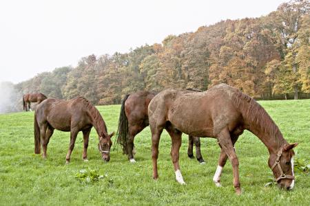 马, 牧场, 棕色, 种马, 景观, 马, 动物