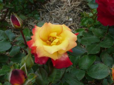 黄红玫瑰, 花, 花, 自然录音, 公园
