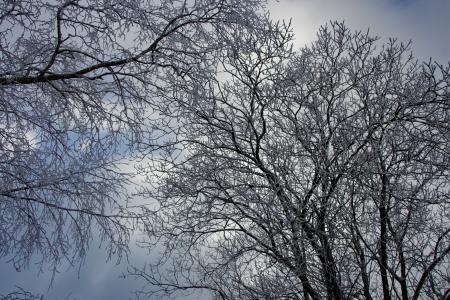 冬天, 树, 寒冷, 冬天的树, 雪, 景观, 白雪皑皑