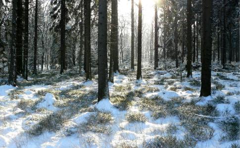 冬季森林, 树木, 白雪皑皑, 冬天, 雪, 寒冷, 自然