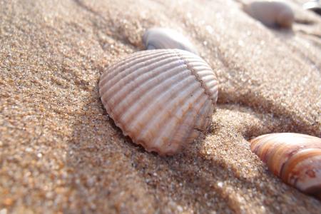 壳, 海滩, 夏季, 沙子, 度假, 砂背景