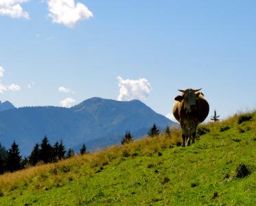 田园, 山, 母牛, 天气很好, 天空, 蓝色, 绿草