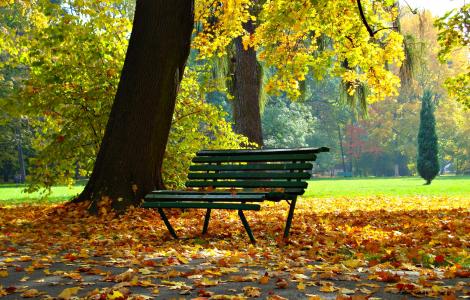 秋天, 公园, 叶子, 秋金, 景观, 风景, 折叠