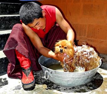 西藏, 男子, 狗, 碗里, 洗涤, 肥皂, 皂