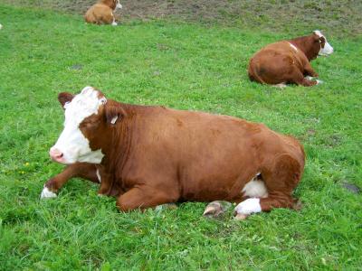 褐色和白色母牛, 反刍, 放松, 牛, 草甸, 农场, 乡村景观