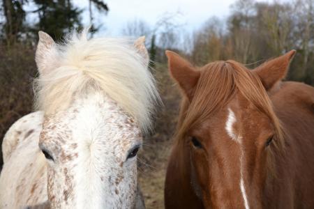 马, 马, 马科动物, 骑马, 白色, 棕色, 自然