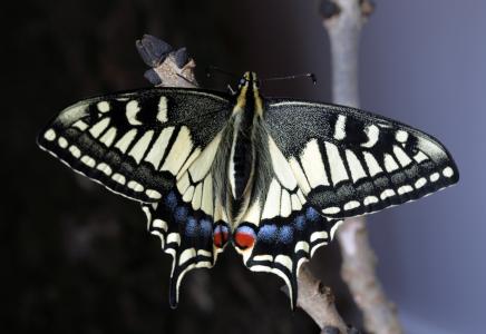 蝴蝶, 宏观, 昆虫, 自然, 户外, 燕尾, 动物的翼