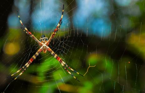 蜘蛛, web, 净额, 自然, 昆虫, 幽灵, 蜘蛛网