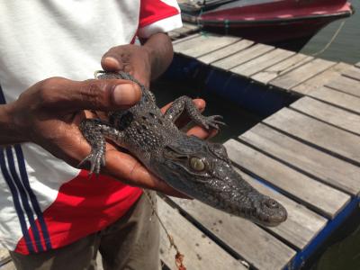 鳄鱼婴孩在手, 斯里兰卡, 幼崽, 鳄鱼