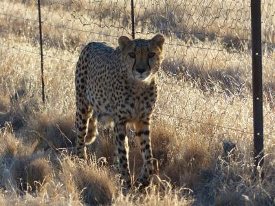 猎豹, 驯服, 纳米比亚, 哈默斯坦小屋