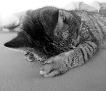 猫, 放松, 冷静下来, 卡马乔, 黑色, 白色, 爪子