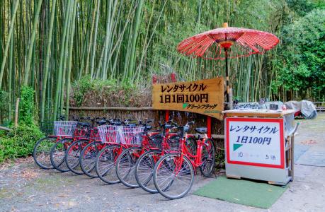 日本, 岚山, 竹林, 自行车, 雨伞, 自然, 绿色