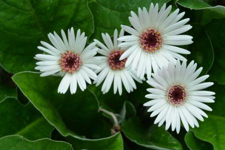 margriet, 花, 绽放, 白色的花瓣, 植物区系, 自然, 植物学