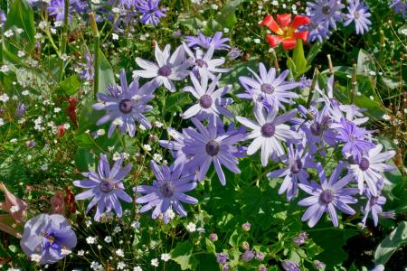 春天的花朵, 花槽, 花, 玛格丽特, 蓝色, 种植, 花卉装饰
