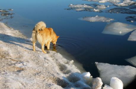 春天, 冰在融化, 狗, 红狗, 芬兰湾, 水, 湾