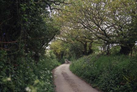 通路, 森林, 花, 乡间小路, 前进的道路, 树, 自然