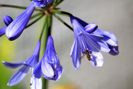 光荣百合, 开花, 绽放, 蓝色, 昆虫, 蜜蜂, 百合科