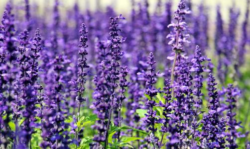 熏衣草, 花, 紫色的花, 蓝色的花朵, 自然, 夏季, 花紫色