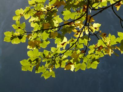 山枫, 叶子, 绿色, 秋天, 宏碁 pseudoplatanus, 枫树, 宏碁